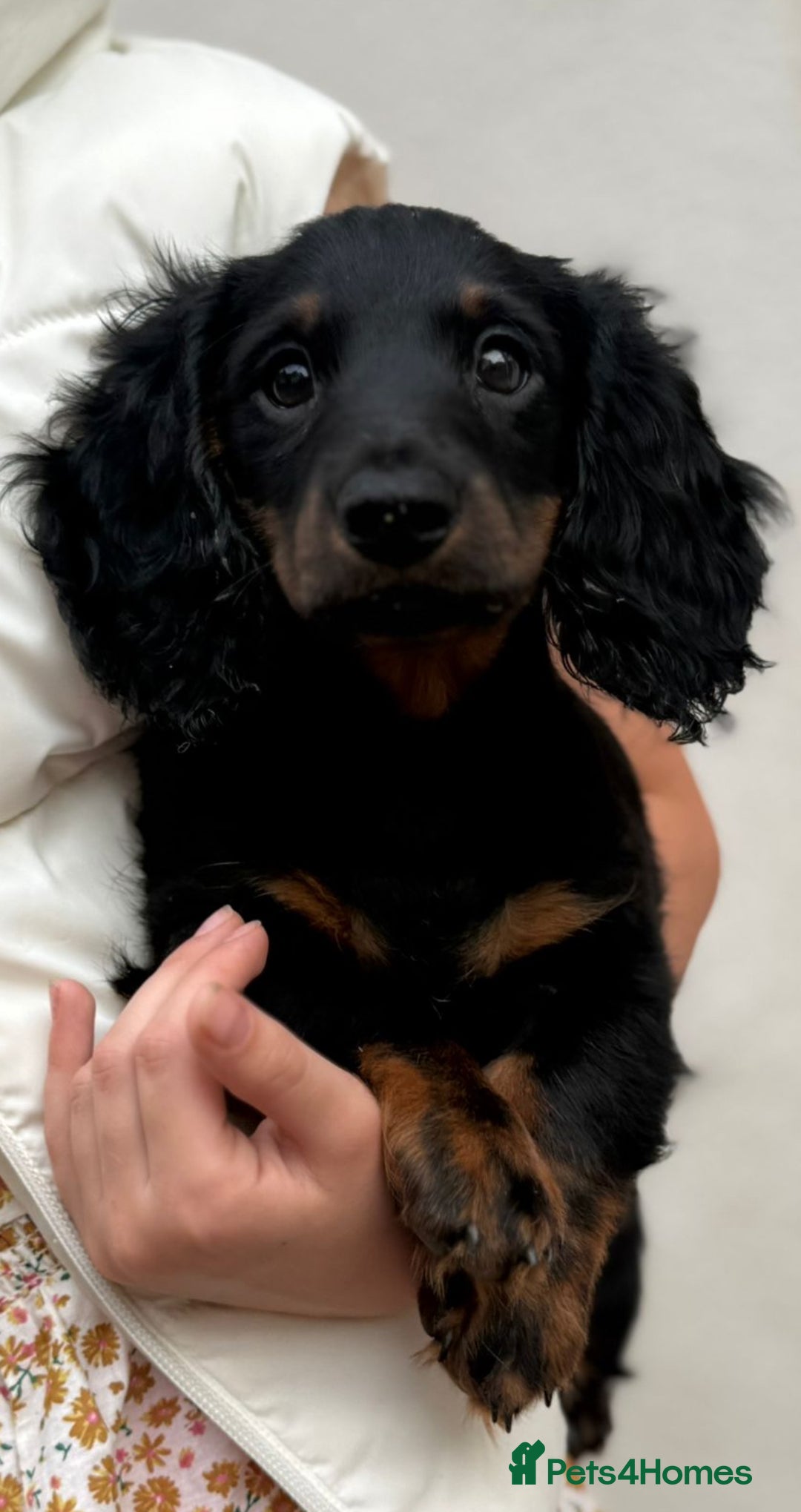 Miniature Dachshund dogs for sale: 1 last Black and Tan Male left!!!   in Watford - Image 23