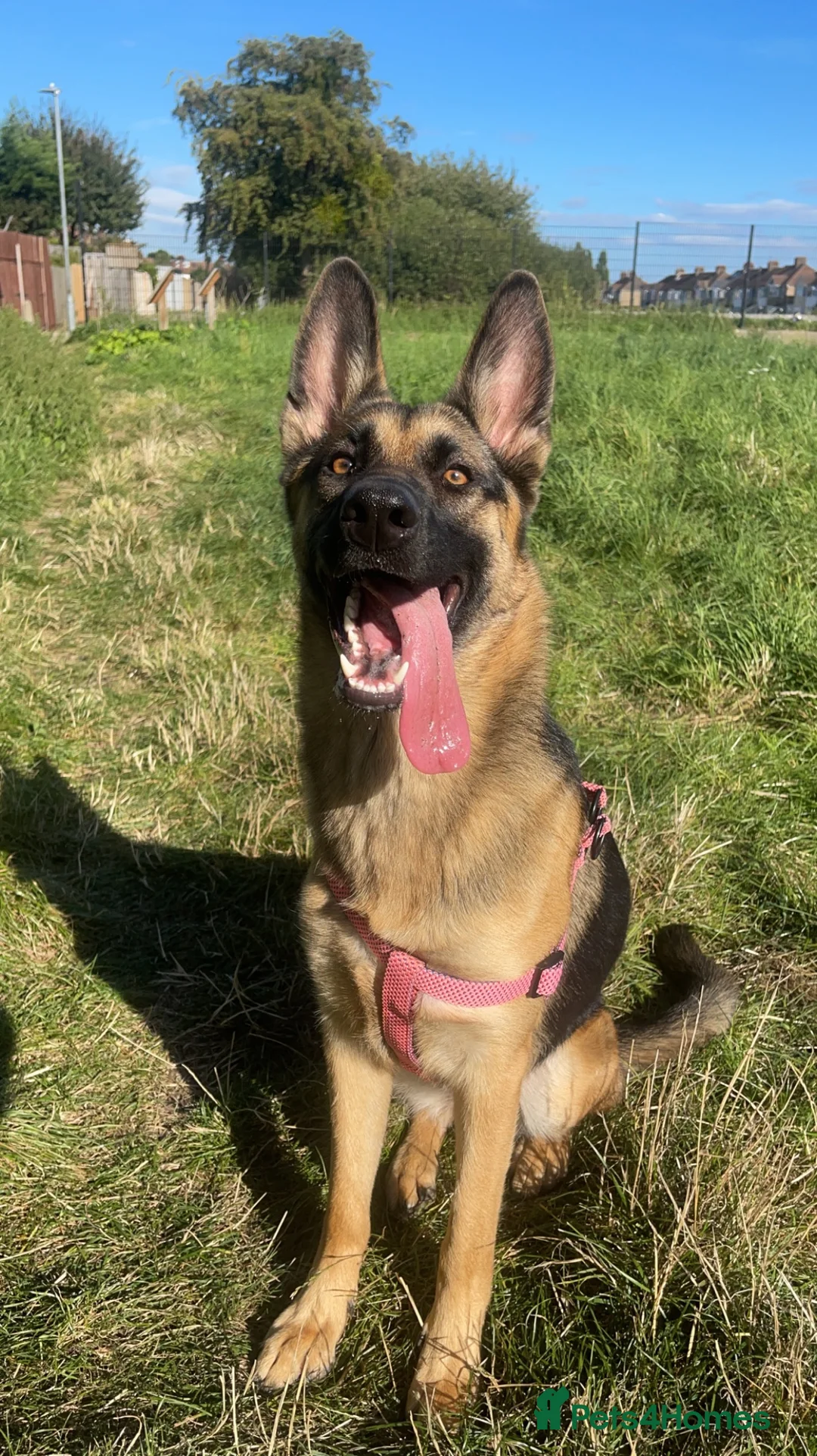 Mixed Breed dogs for sale: 3 year old female German Shepard/Belgian malinois  - Advert 1