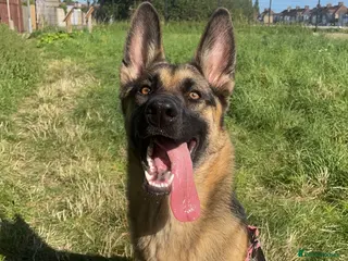 Mixed Breed dogs 3 year old female German Shepard/Belgian malinois - Advert 1