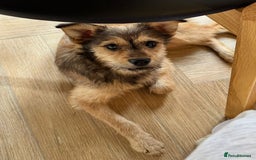 Mixed Breed dogs for adoption: Sweet sugar  - Image 10