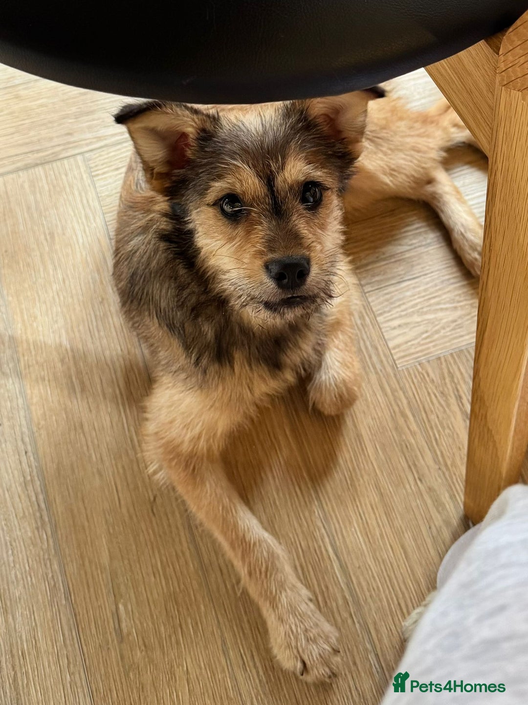 Mixed Breed dogs for adoption: Sweet sugar  - Image 10