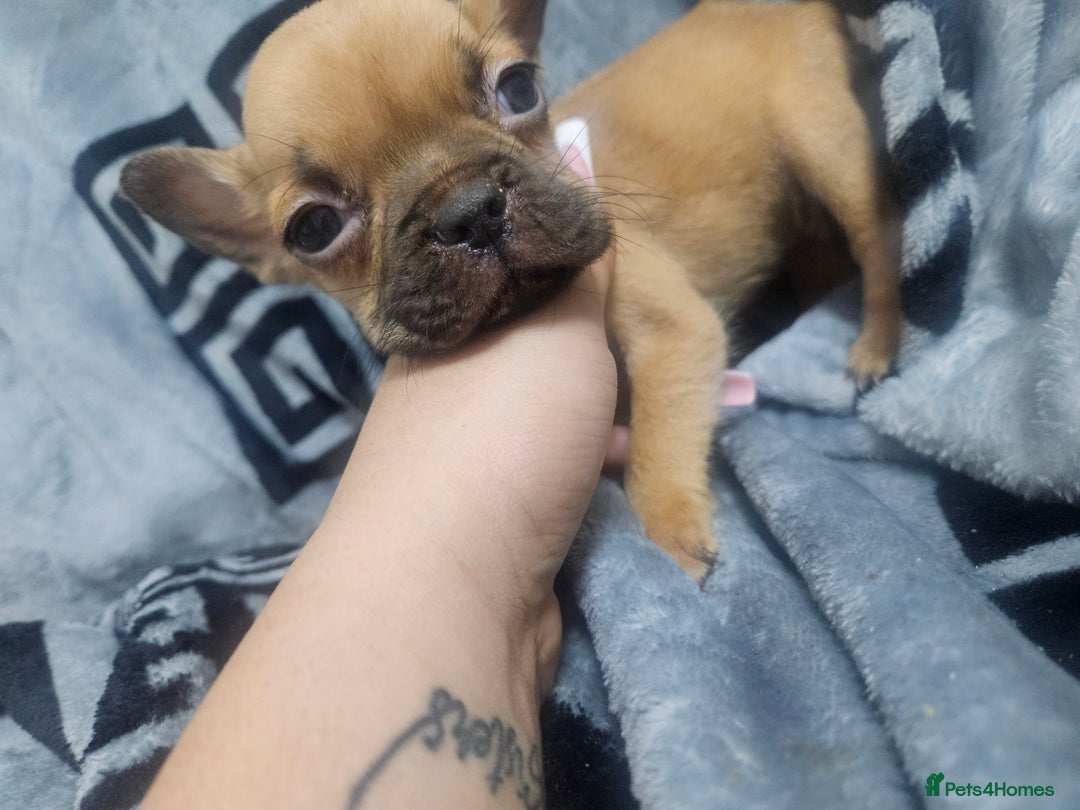 French Bulldog dogs for sale:   HIGH DNA FOR THE LOW ££ BR frenchie boys - Advert 3