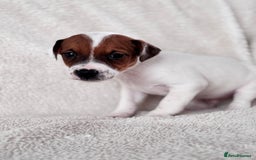 Jack Russell dogs for sale: Smooth coated tan and white jack russels  - Image 4