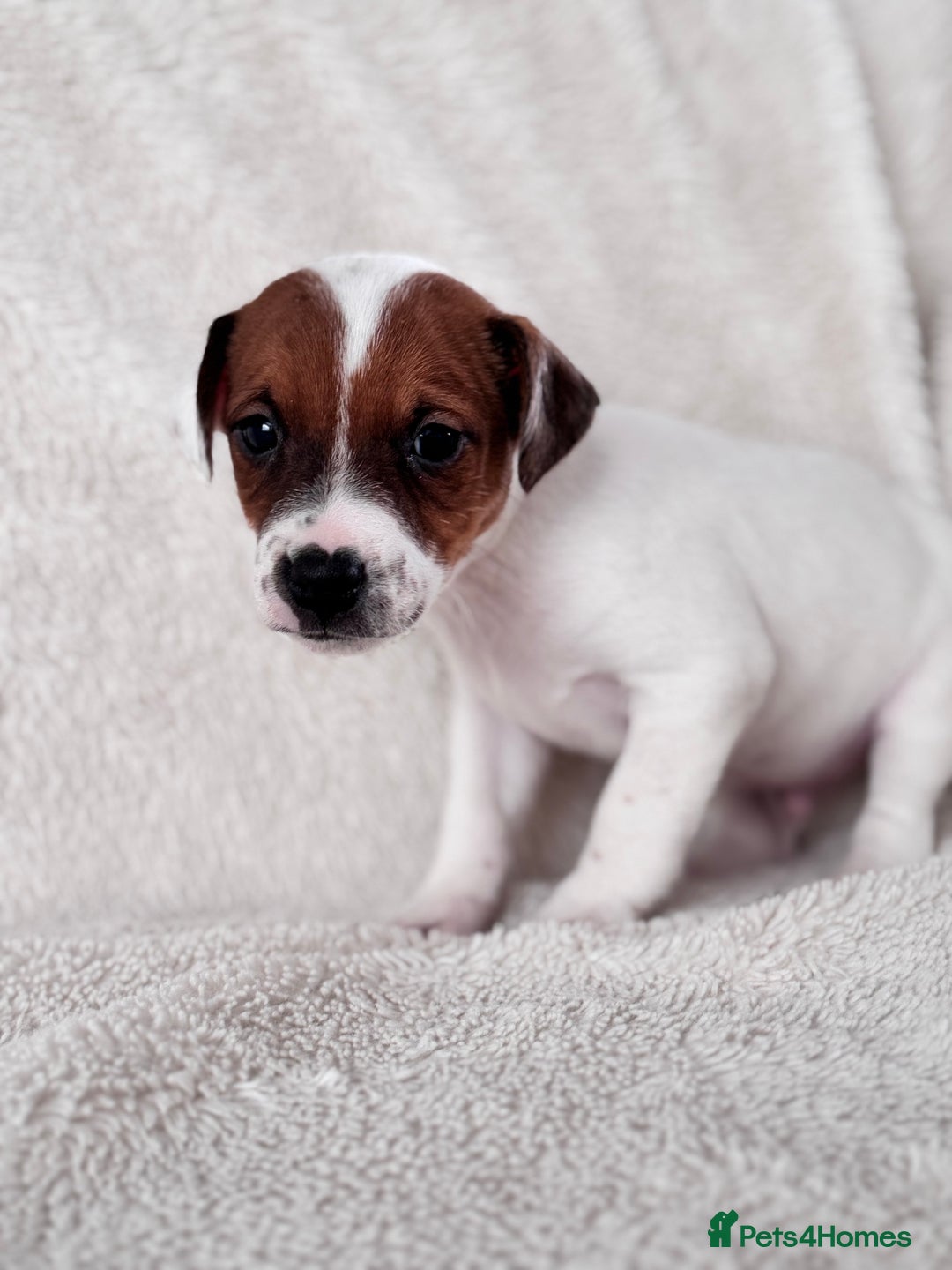 Jack Russell dogs for sale: Smooth coated tan and white jack russels  - Image 4