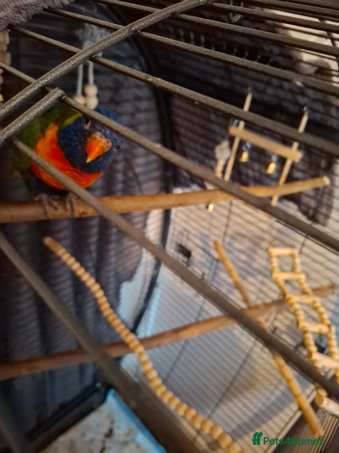 Lorikeets birds for sale: Lorikeet  - Advert 6