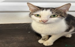 Mixed Breed cats for sale: 3 Beautiful Kittens  - Image 7