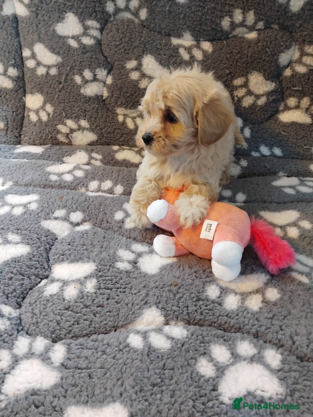 Maltipoo dogs for sale: Maltipoo puppies  - Advert 17