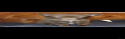 Pomchi dogs for sale: 2 Pomchi stunning male pups. - Advert 10