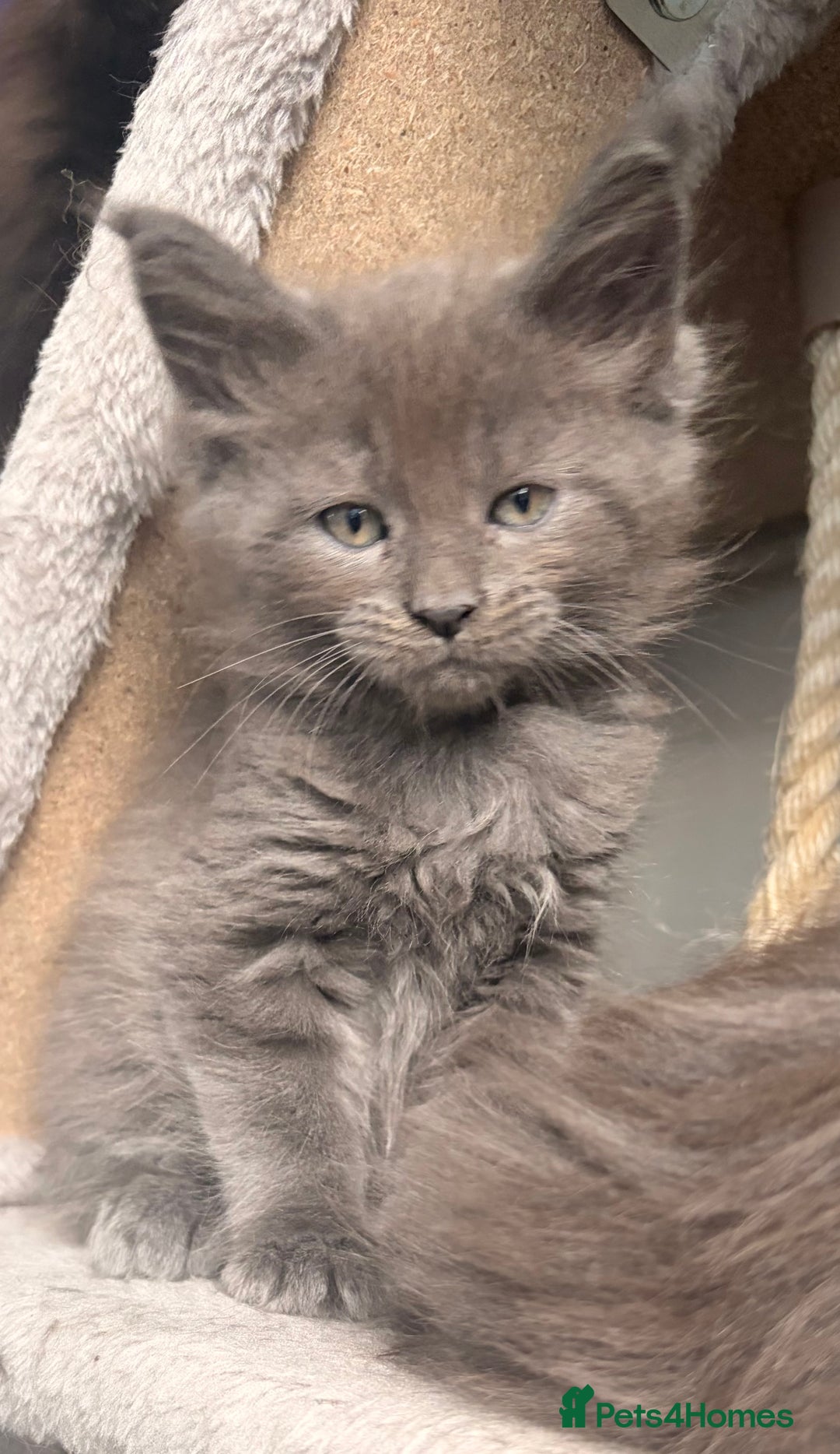 Maine Coon cats for sale: Halloween babies 🎃🐈‍⬛ 2 girls left - Advert 6