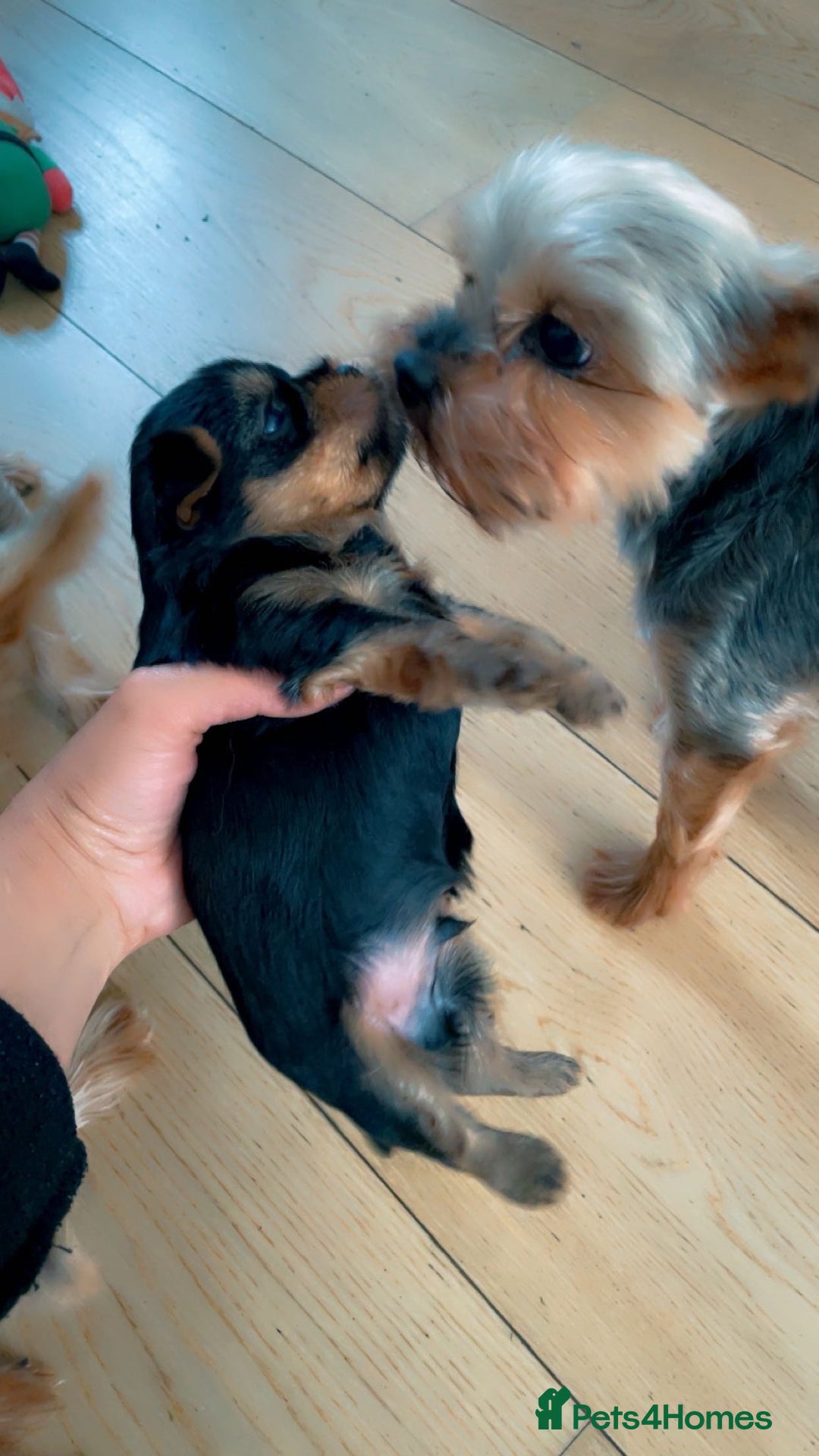 Yorkshire Terrier dogs for sale: Mini toy  Yorkshire Terrier's  - Image 8