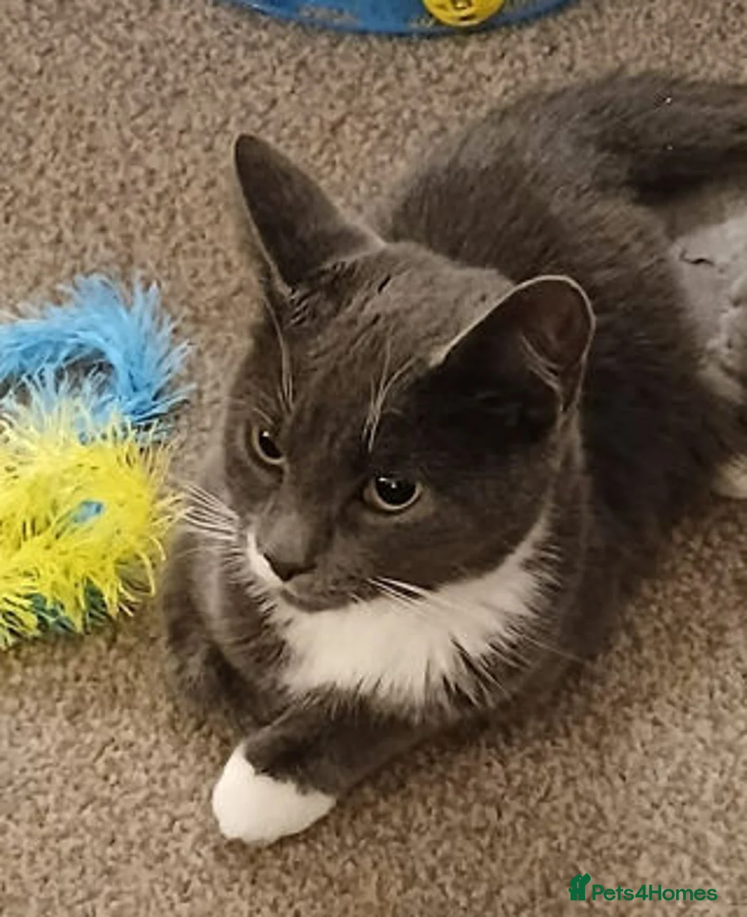 Mixed Breed cats for adoption: WIGGLE - Advert 4