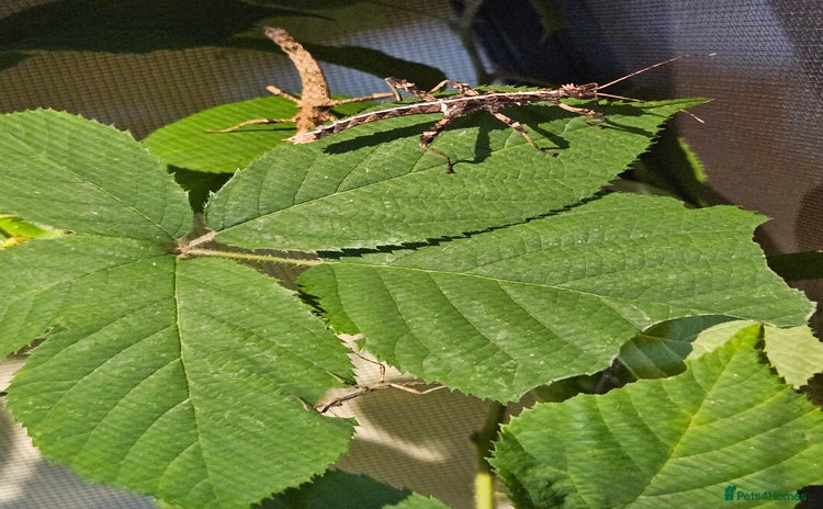 Stick Insects invertebrates - Advert 1