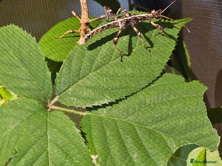 Stick Insects invertebrates - Advert 17