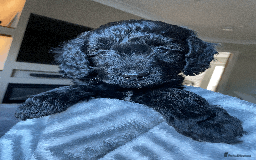 Cockapoo dogs for sale: Beautiful Thick coated Fluffy F1 Toy Cockapoo pups - Advert 36