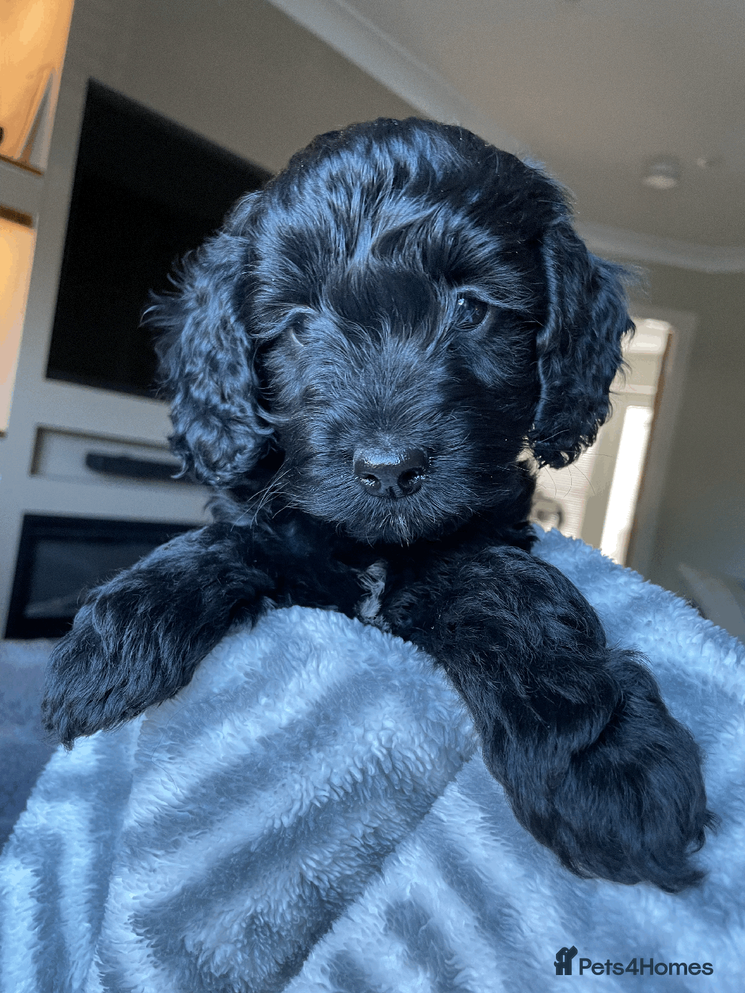 Cockapoo dogs for sale: Beautiful Thick coated Fluffy F1 Toy Cockapoo pups - Advert 36