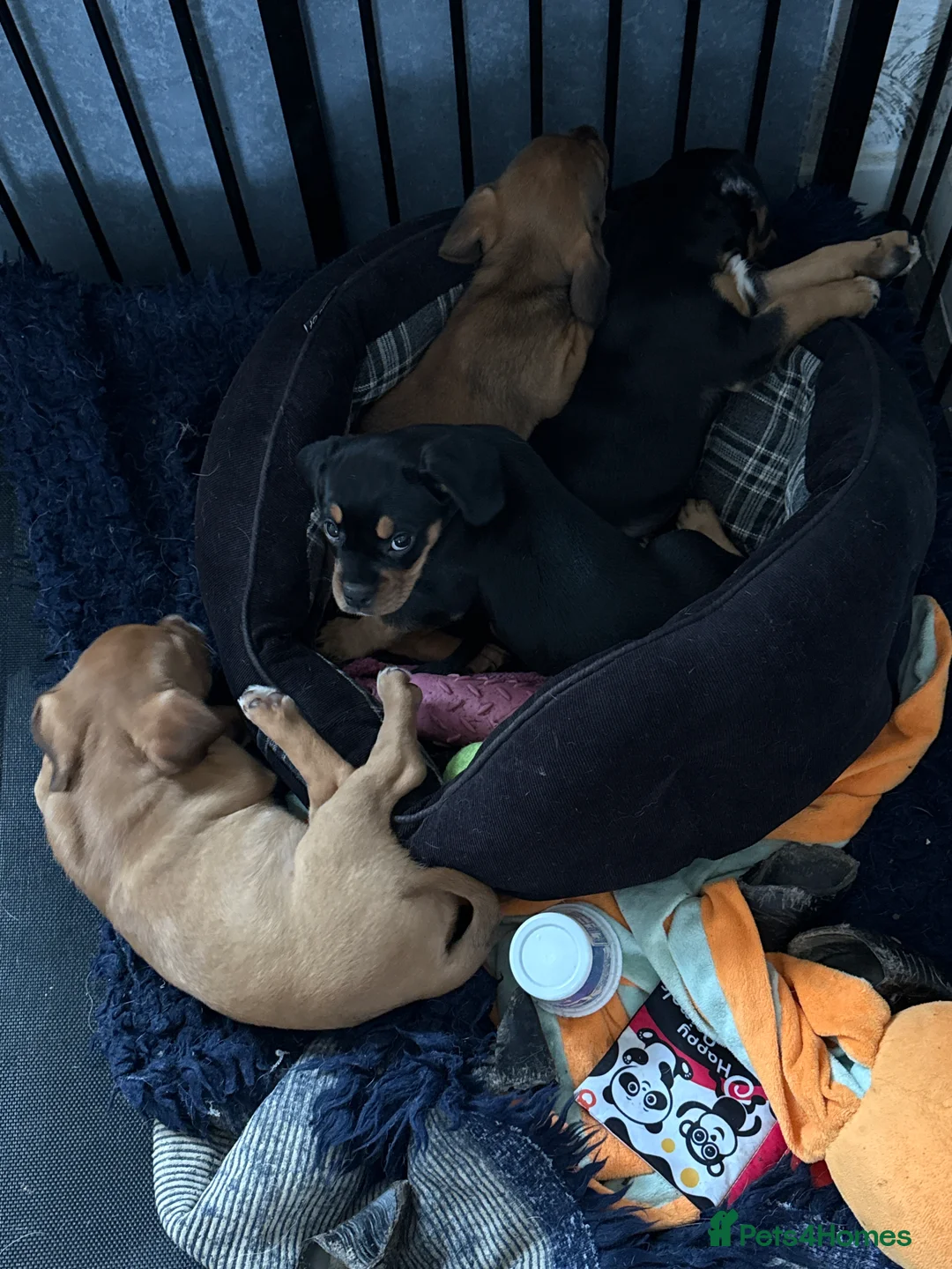 Mixed Breed dogs for sale: Meet the Frockers !!  - Advert 2