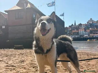 Siberian Husky dogs 🐺 Blue-Eyed Husky at Stud | Amazing Temperament - Advert 1