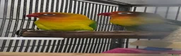 Lovebirds birds for sale: Breeding pair lovebirds in Bristol - Advert 3