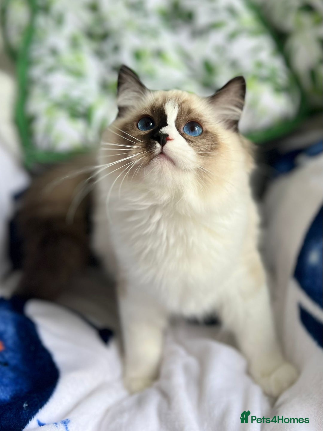 Ragdoll cats for sale: Bicolour Ragdoll Kittens Ready To Go in Castleford - Image 6