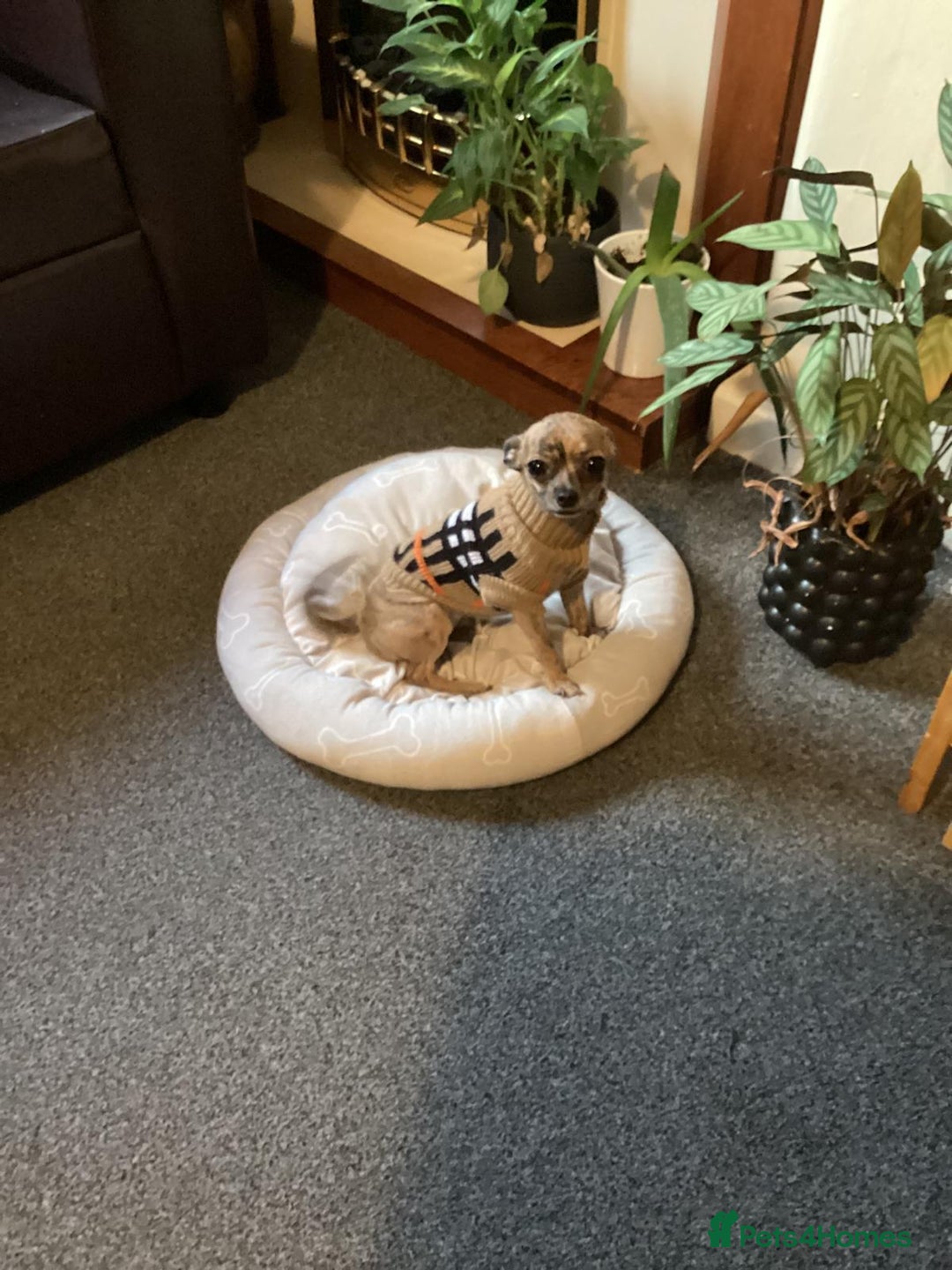 Chihuahua dogs for sale: Chihuahua puppies in Edinburgh in Edinburgh - Image 3