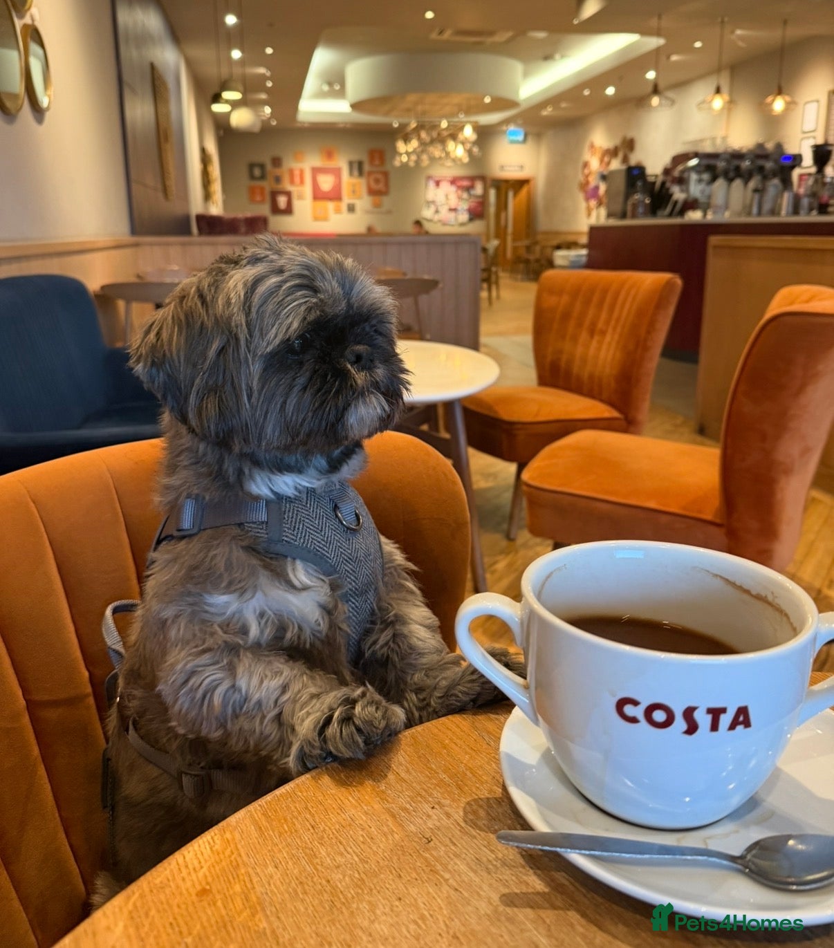 Shih Tzu dogs 4 year old Shih Tzu female - Advert 1