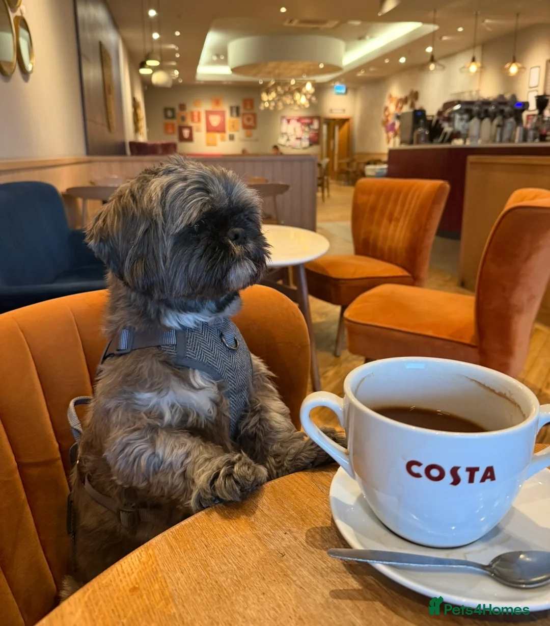 Shih Tzu dogs for sale: 4 year old Shih Tzu female in Peterborough - Advert 1