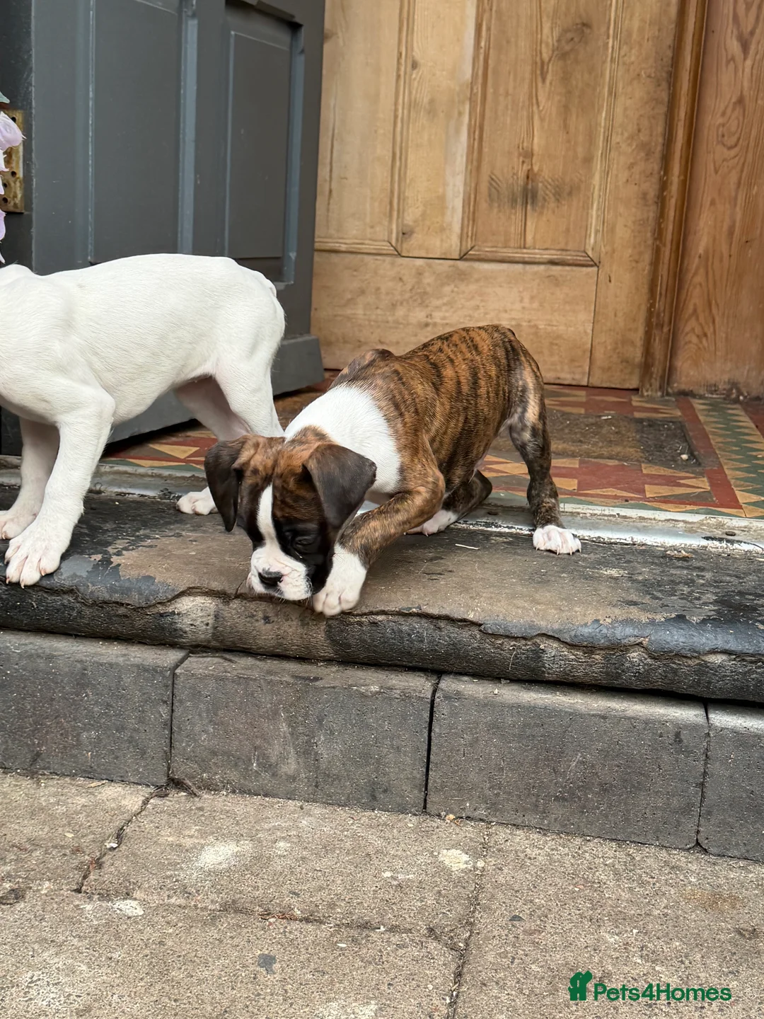 Boxer dogs for sale: Boxer Dog Puppies - Advert 2