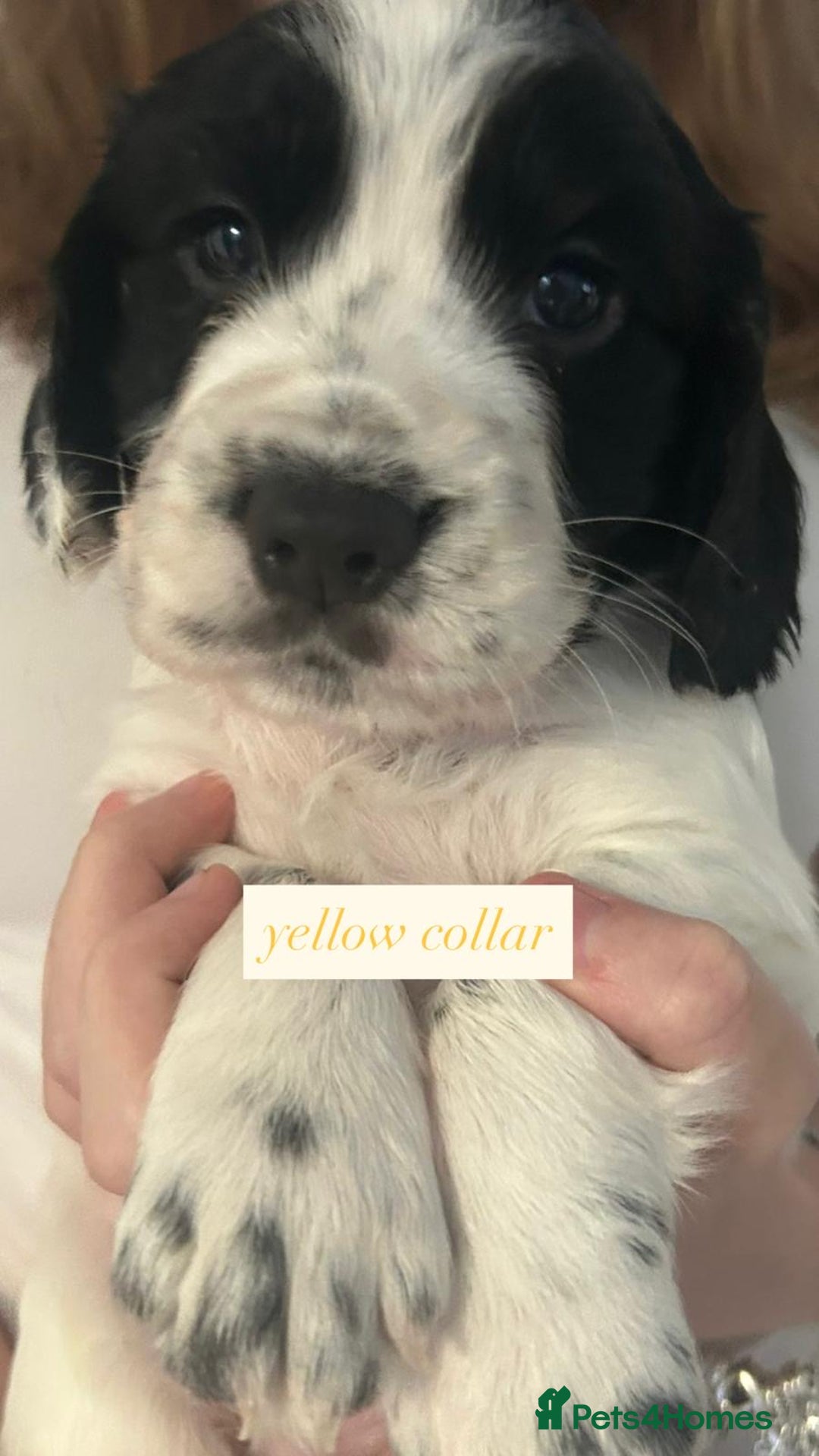 Sprocker dogs for sale: Sprocker puppies. Ready to leave 10th October.  - Image 7