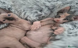 Sphynx cats for sale: Blue eye's chocolate black point  - Image 4