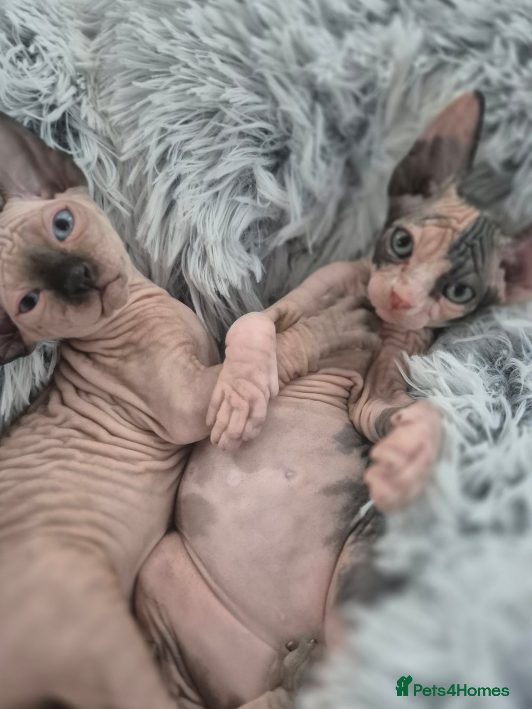 Sphynx cats for sale: Blue eye's chocolate black point  - Image 4
