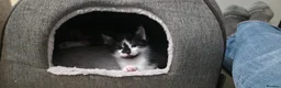 Mixed Breed cats for sale: 7 Adorable kittens ready for their furever home - Advert 39