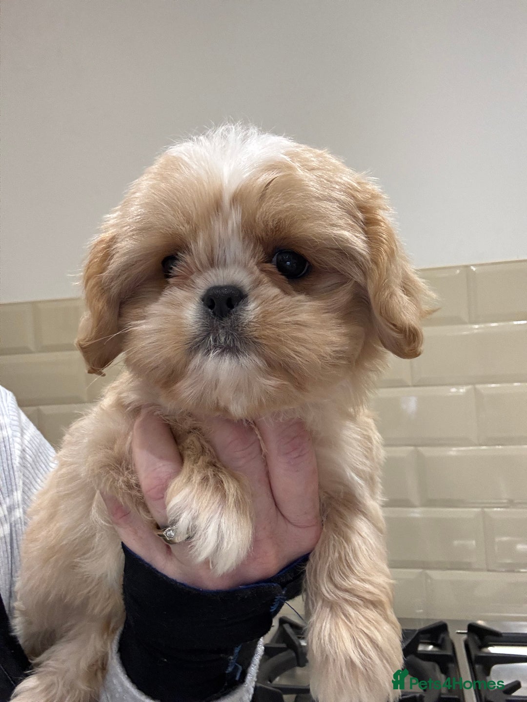 Shih Tzu dogs for sale: PLEASE READ THE DESCRIPTION  - Advert 9