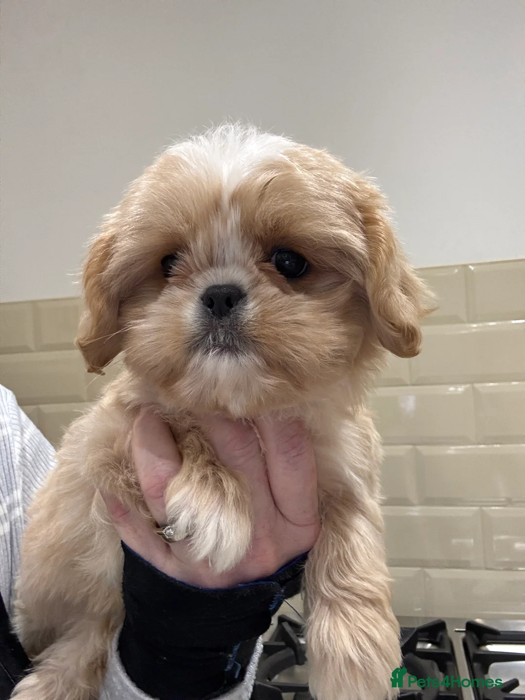 Shih Tzu dogs for sale: PLEASE READ THE DESCRIPTION  - Advert 9