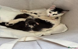 European cats for sale: cat give - Image 5