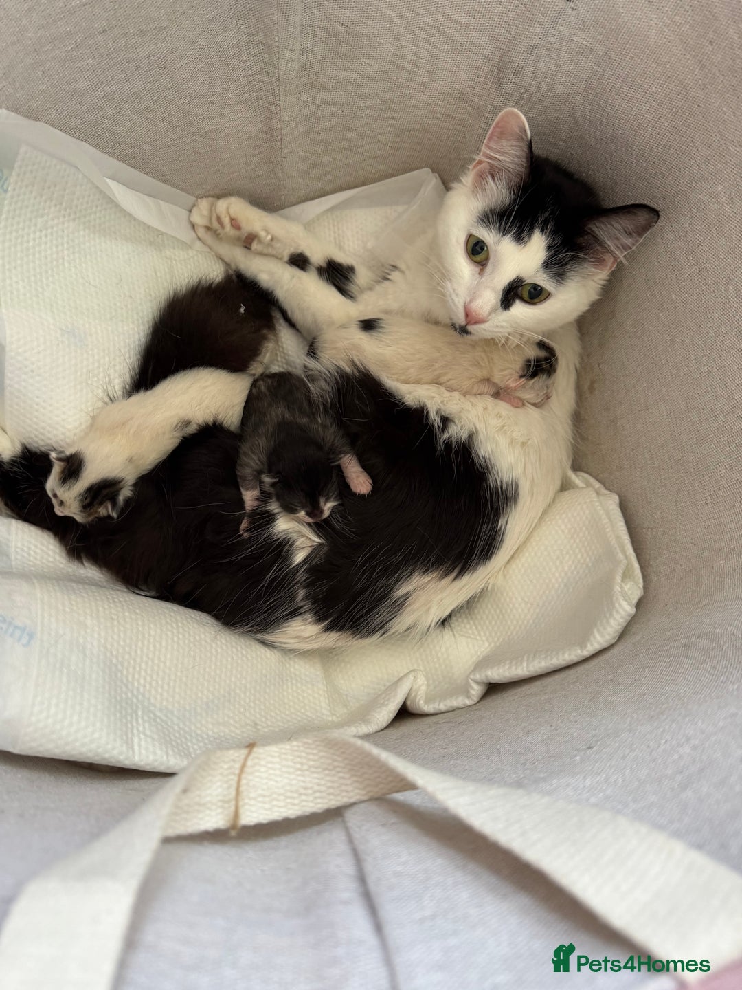 European cats for sale: cat give - Image 5