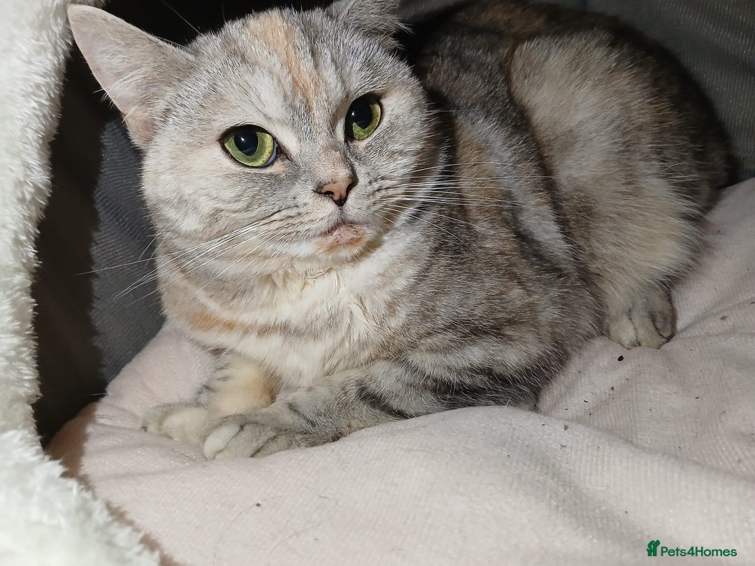 Mixed Breed cats for sale: Kitty - Image 4