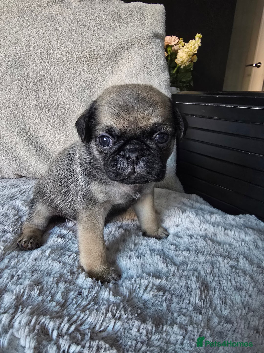 Pug dogs for sale: Beautiful Pug Puppies  - Advert 15