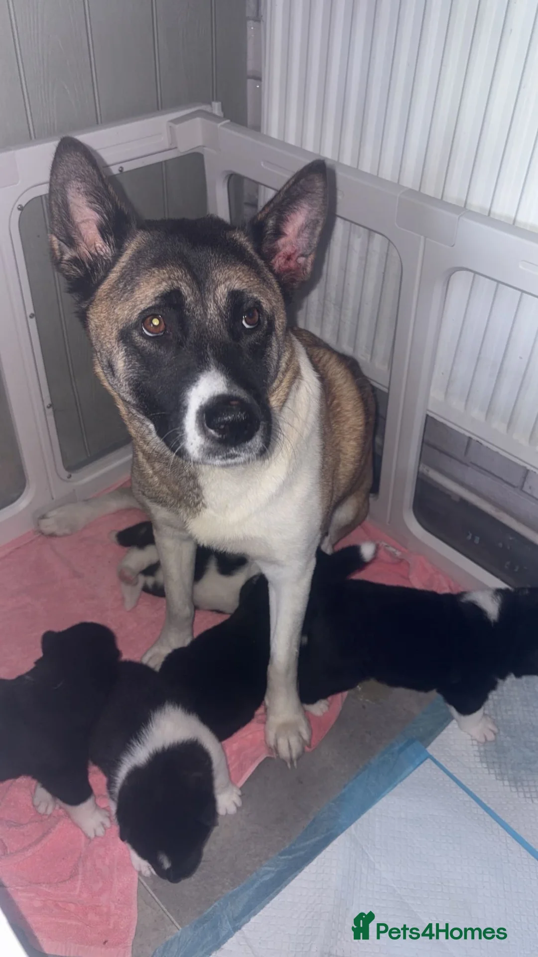 Akita dogs for sale: America Akita  - Advert 2