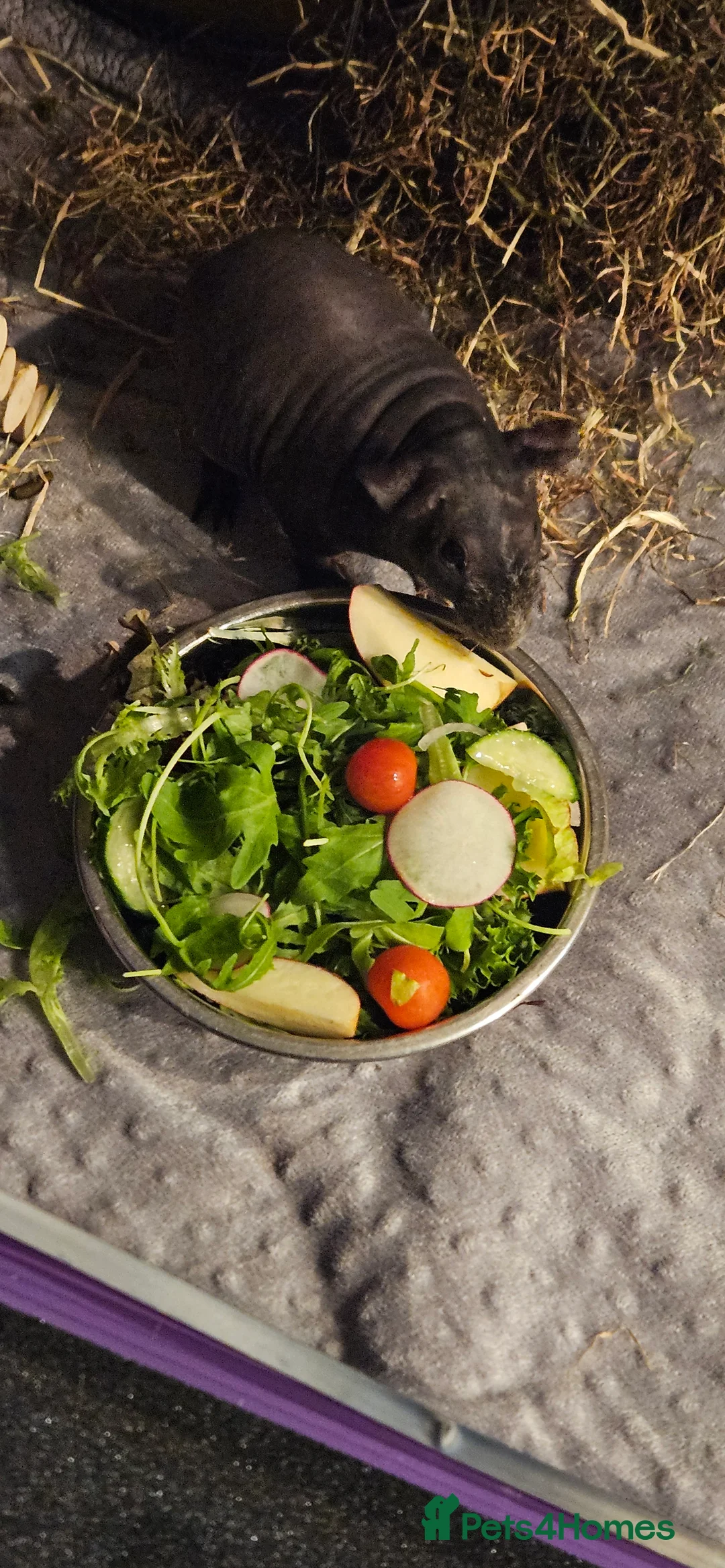 Guinea Pig rodents for sale: 2 male skinny pigs  - Advert 7