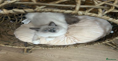 Ragdoll cats - Advert 5