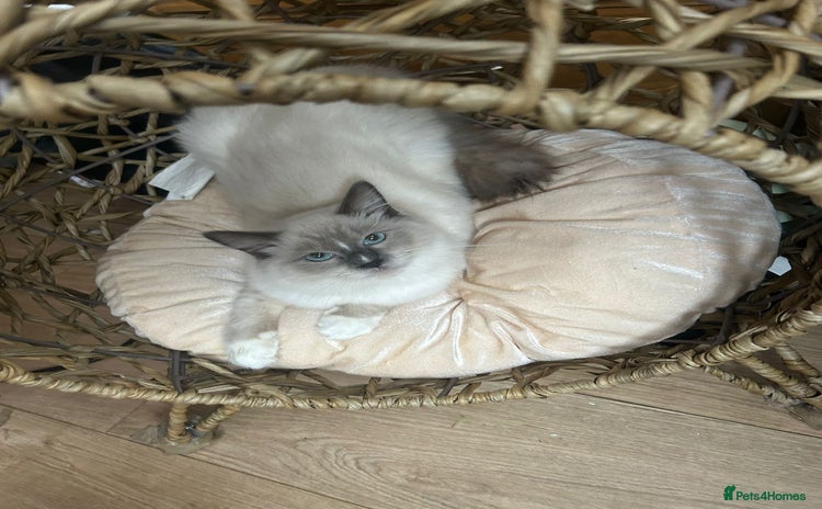 Ragdoll cats - Advert 2