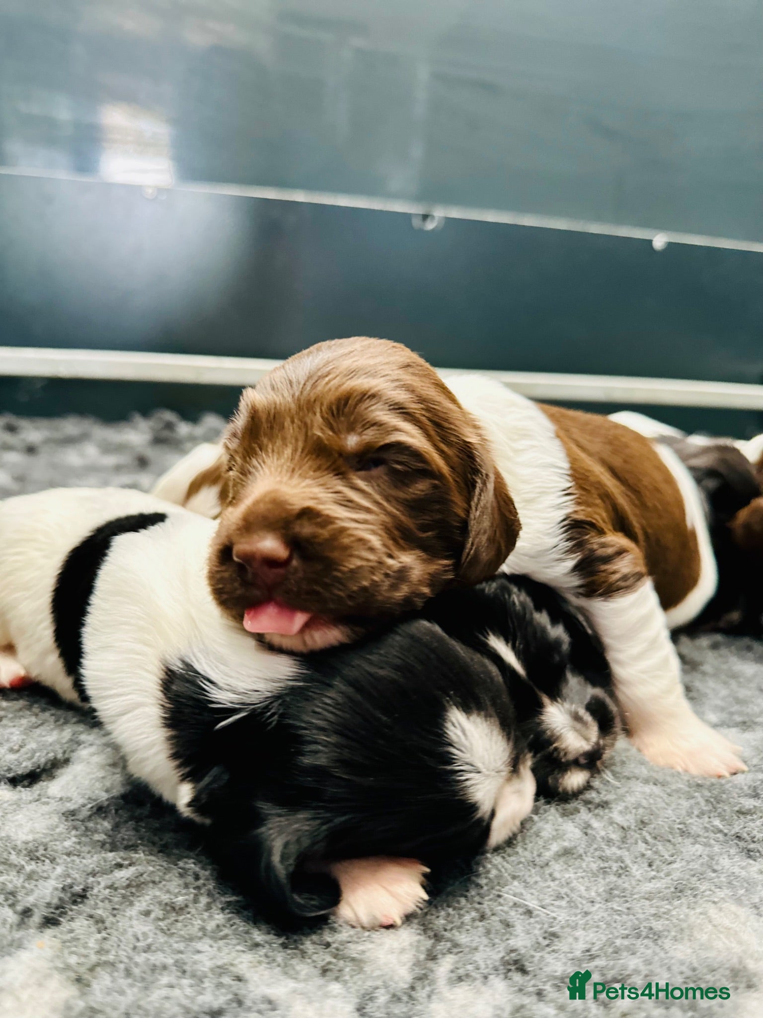 English Springer Spaniel dogs KC FTCH English Springer Spaniel Puppies - Advert 1