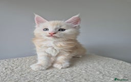 Maine Coon cats for sale: TICA - Maine Coon – 5 Boys Looking for Loving Home - Image 13