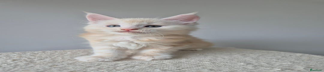 Maine Coon Kitten 3