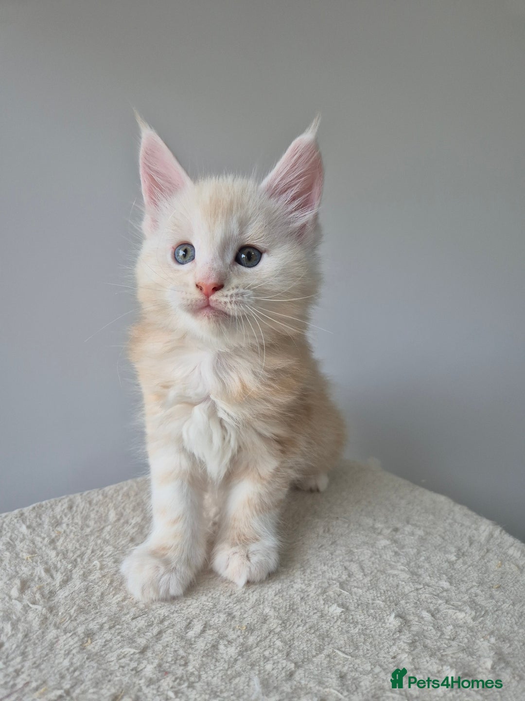 Maine Coon cats for sale: TICA - Maine Coon – 5 Boys Looking for Loving Home - Image 13