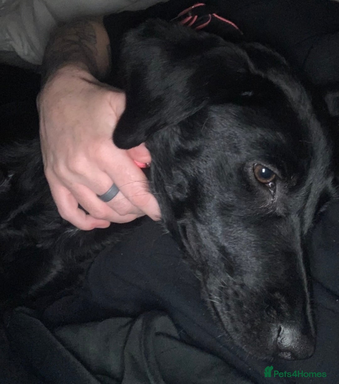 Labrador Retriever dogs for sale: Lovely Labrador retriever  - Advert 4