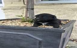Borador dogs for sale: Borador Puppies  - Image 4