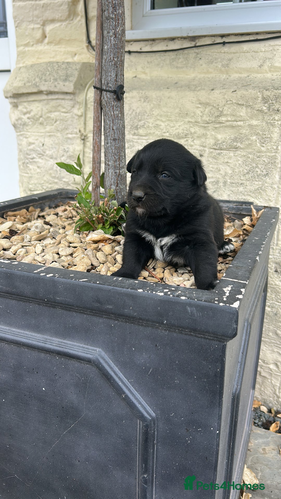 Borador dogs for sale: Borador Puppies  - Image 4