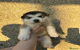 Alaskan Malamute dogs for sale: KC registered Puppies Available - Image 3