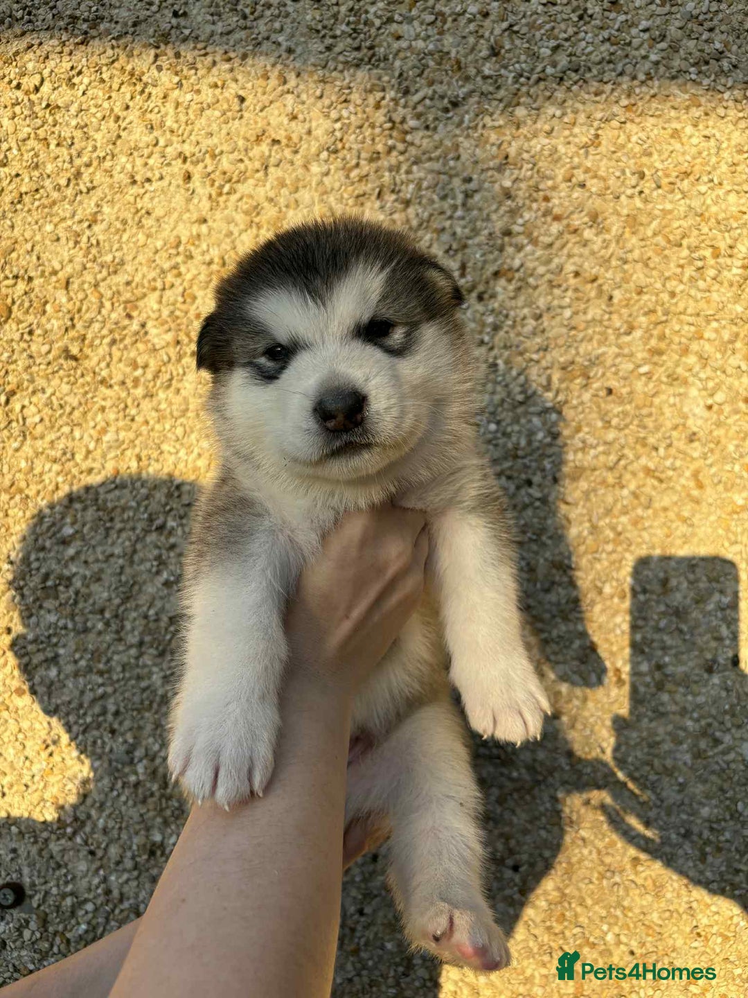 Alaskan Malamute dogs for sale: KC registered Puppies Available - Image 3